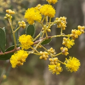 Acacia leucolobia at Bookham, NSW - 14 Aug 2024 10:54 AM