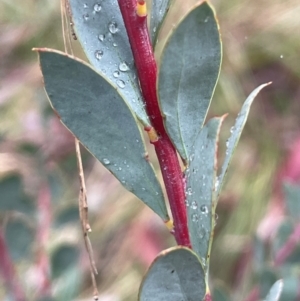 Acacia leucolobia at Bookham, NSW - 14 Aug 2024 10:54 AM