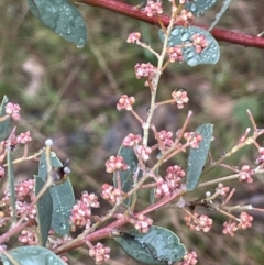 Acacia leucolobia at Bookham, NSW - 14 Aug 2024 10:54 AM