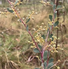 Acacia leucolobia at Bookham, NSW - 14 Aug 2024 10:54 AM