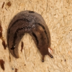 Ambigolimax sp. (valentius and waterstoni) (Striped Field Slug) at Belconnen, ACT - 14 Aug 2024 by kasiaaus