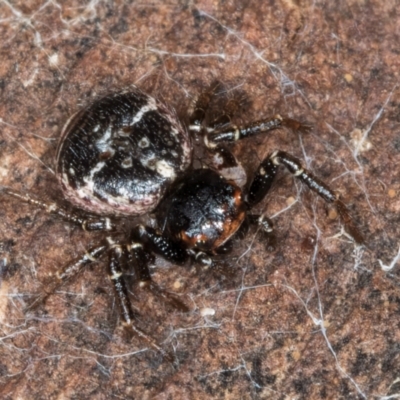 Tharpyna diademata (A crab spider) at Belconnen, ACT - 14 Aug 2024 by kasiaaus