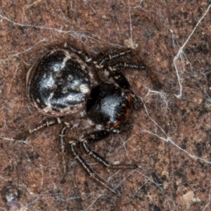 Tharpyna diademata at Belconnen, ACT - 14 Aug 2024 05:23 PM