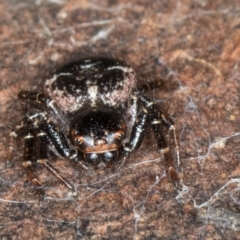 Tharpyna diademata at Belconnen, ACT - 14 Aug 2024 05:23 PM