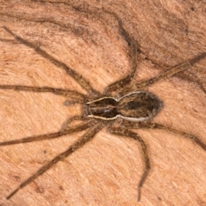 Dolomedes sp. (genus) at Belconnen, ACT - 14 Aug 2024 05:34 PM