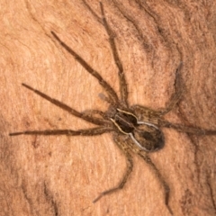 Dolomedes sp. (genus) at Belconnen, ACT - 14 Aug 2024 05:34 PM