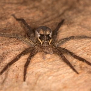 Dolomedes sp. (genus) at Belconnen, ACT - 14 Aug 2024 05:34 PM