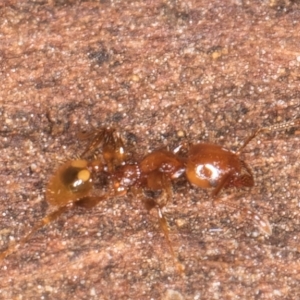 Podomyrma sp. (genus) at Belconnen, ACT - 14 Aug 2024 05:51 PM