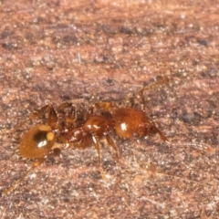 Podomyrma sp. (genus) at Belconnen, ACT - 14 Aug 2024 05:51 PM