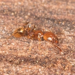 Podomyrma sp. (genus) at Belconnen, ACT - 14 Aug 2024 05:51 PM