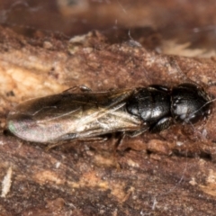 Unidentified Wasp (Hymenoptera, Apocrita) at Belconnen, ACT - 14 Aug 2024 by kasiaaus