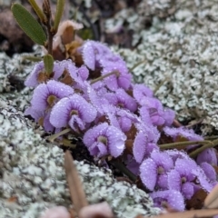 Hovea heterophylla (Common Hovea) at Hawker, ACT - 15 Aug 2024 by CattleDog