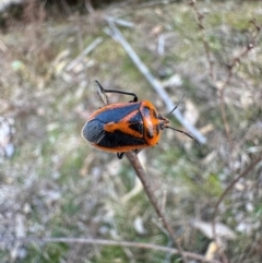 Agonoscelis rutila (Horehound bug) at Yarrow, NSW - 15 Aug 2024 by emily_m