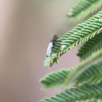 Chironomidae (family) (Non-biting Midge) at Mitchell, ACT - 14 Aug 2024 by Hejor1