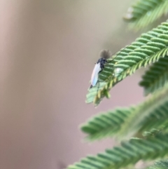 Chironomidae (family) at Mitchell, ACT - 14 Aug 2024 04:40 PM