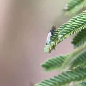 Chironomidae (family) at Mitchell, ACT - 14 Aug 2024