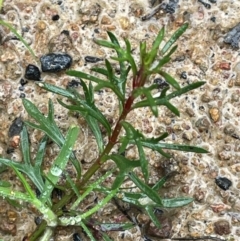 Haloragis heterophylla (Variable Raspwort) at Bookham, NSW - 14 Aug 2024 by JaneR