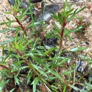 Haloragis heterophylla at Bookham, NSW - 14 Aug 2024 11:35 AM