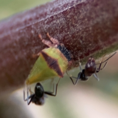 Sextius virescens at Ainslie, ACT - 14 Aug 2024 04:38 PM