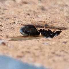 Iridomyrmex sp. (genus) at Lyneham, ACT - 15 Aug 2024 10:25 AM