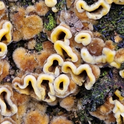 Stereum hirsutum (Hairy Curtain Crust) at Lyneham, ACT - 15 Aug 2024 by trevorpreston