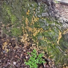 Stereum hirsutum at Lyneham, ACT - 15 Aug 2024