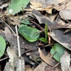 Pterostylis sp. (A Greenhood) at Paddys River, ACT - 28 Jul 2024 by nathkay