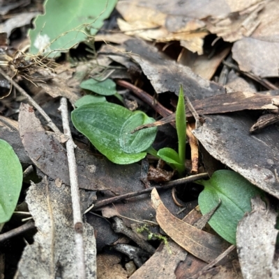 Pterostylis sp. (A Greenhood) at Paddys River, ACT - 28 Jul 2024 by nathkay