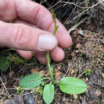 Pterostylis pedunculata (Maroonhood) at Paddys River, ACT - 28 Jul 2024 by nathkay