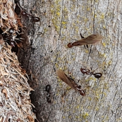 Papyrius sp. (genus) (A Coconut Ant) at Hume, ACT - 15 Aug 2024 by Mike