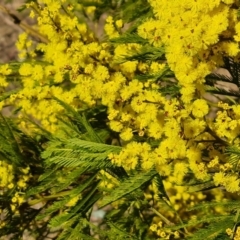 Acacia decurrens (Green Wattle) at Fadden, ACT - 15 Aug 2024 by Mike