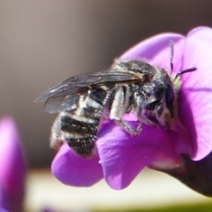 Lasioglossum (Chilalictus) sp. (genus & subgenus) at Hall, ACT - 15 Aug 2024