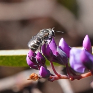 Lasioglossum (Chilalictus) sp. (genus & subgenus) at Hall, ACT - 15 Aug 2024