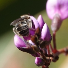 Lasioglossum (Chilalictus) sp. (genus & subgenus) at Hall, ACT - 15 Aug 2024