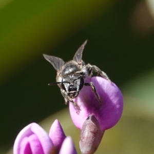 Lasioglossum (Chilalictus) sp. (genus & subgenus) at Hall, ACT - 15 Aug 2024