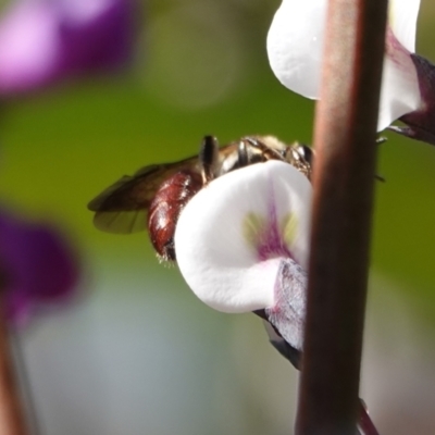 Lasioglossum (Parasphecodes) sp. (genus & subgenus) (Halictid bee) at Hall, ACT - 15 Aug 2024 by Anna123