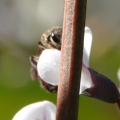 Lasioglossum (Parasphecodes) sp. (genus & subgenus) at Hall, ACT - 15 Aug 2024