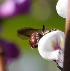 Lasioglossum (Parasphecodes) sp. (genus & subgenus) at Hall, ACT - 15 Aug 2024