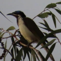 Entomyzon cyanotis (Blue-faced Honeyeater) at Rollingstone, QLD - 15 Aug 2024 by lbradley