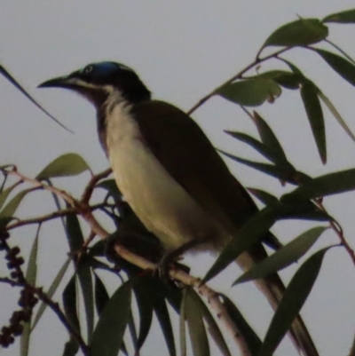 Entomyzon cyanotis (Blue-faced Honeyeater) at Rollingstone, QLD - 15 Aug 2024 by lbradley