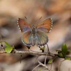 Paralucia crosbyi (Violet Copper Butterfly) at Captains Flat, NSW - 15 Aug 2024 by DPRees125