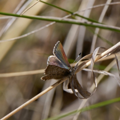 Paralucia crosbyi (Violet Copper Butterfly) by DPRees125