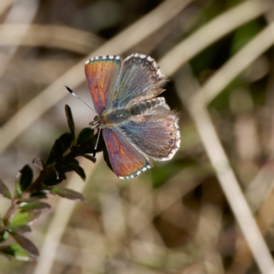 Paralucia crosbyi (Violet Copper Butterfly) by DPRees125