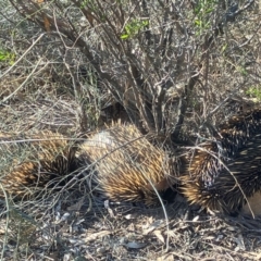 Tachyglossus aculeatus (Short-beaked Echidna) at Fentons Creek, VIC - 15 Aug 2024 by KL