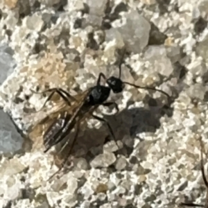 Formicidae (family) at Russell, ACT - 15 Aug 2024