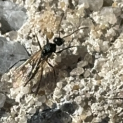 Formicidae (family) at Russell, ACT - 15 Aug 2024