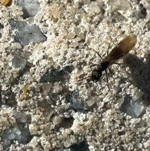 Notoncus sp. (genus) at Russell, ACT - 15 Aug 2024