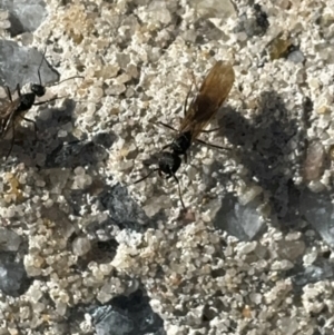 Notoncus sp. (genus) at Russell, ACT - 15 Aug 2024