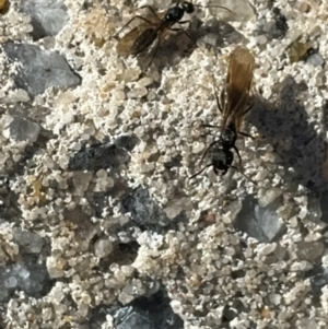 Notoncus sp. (genus) at Russell, ACT - 15 Aug 2024