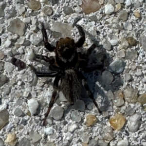 Maratus griseus at Russell, ACT - 15 Aug 2024 12:43 PM